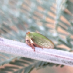 Sextius virescens at Legacy Park Woodland Reserve - 20 Mar 2024