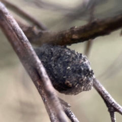 Cryptocephalinae (sub-family) (A case-bearing leaf beetle) at Campbell, ACT - 20 Mar 2024 by Hejor1