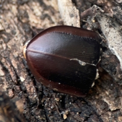 Pterohelaeus planus (Pie dish beetle) at Legacy Park Woodland Reserve - 20 Mar 2024 by Hejor1