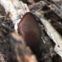 Pterohelaeus planus at Legacy Park Woodland Reserve - 20 Mar 2024 04:19 PM