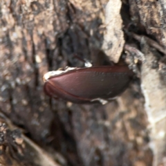 Pterohelaeus planus at Legacy Park Woodland Reserve - 20 Mar 2024 04:19 PM