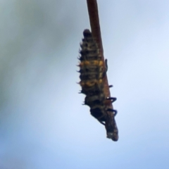 Harmonia conformis (Common Spotted Ladybird) at Legacy Park Woodland Reserve - 20 Mar 2024 by Hejor1