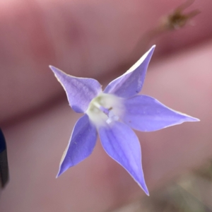 Wahlenbergia luteola at Legacy Park Woodland Reserve - 20 Mar 2024 04:15 PM