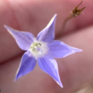 Wahlenbergia luteola at Legacy Park Woodland Reserve - 20 Mar 2024 04:15 PM