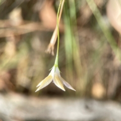 Wahlenbergia luteola at Legacy Park Woodland Reserve - 20 Mar 2024 04:15 PM