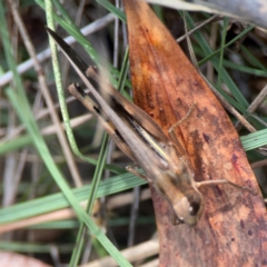 Caledia captiva (grasshopper) at Campbell, ACT - 20 Mar 2024 by Hejor1