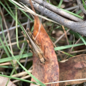 Caledia captiva at Legacy Park Woodland Reserve - 20 Mar 2024