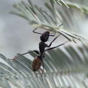 Camponotus aeneopilosus at Legacy Park Woodland Reserve - 20 Mar 2024