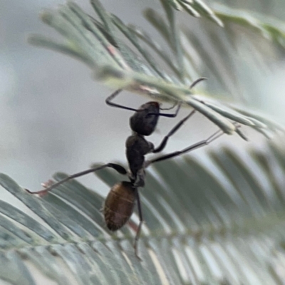 Camponotus aeneopilosus (A Golden-tailed sugar ant) at Legacy Park Woodland Reserve - 20 Mar 2024 by Hejor1