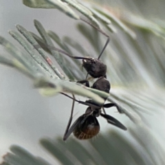 Camponotus aeneopilosus at Legacy Park Woodland Reserve - 20 Mar 2024