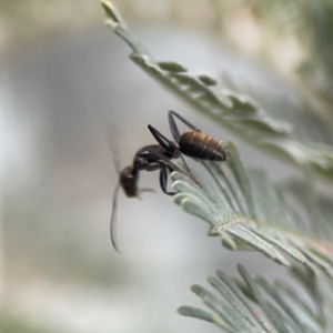 Camponotus aeneopilosus at Legacy Park Woodland Reserve - 20 Mar 2024