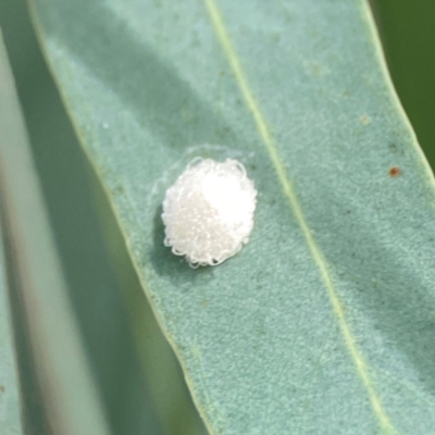 Glycaspis sp. (genus) (Unidentified sugary lerp) at Legacy Park Woodland Reserve - 20 Mar 2024 by Hejor1