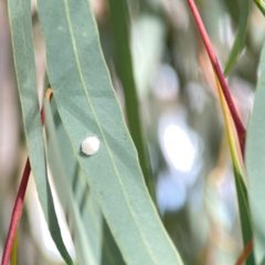 Glycaspis sp. (genus) at Legacy Park Woodland Reserve - 20 Mar 2024