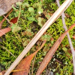 Unidentified Lichen, Moss or other Bryophyte at Gungaderra Grasslands - 20 Mar 2024 by WalkYonder