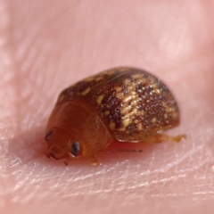 Paropsis aspera (Eucalyptus Tortoise Beetle) at Campbell, ACT - 20 Mar 2024 by Hejor1