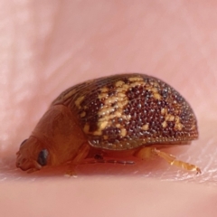 Paropsis aspera at Legacy Park Woodland Reserve - 20 Mar 2024 04:03 PM