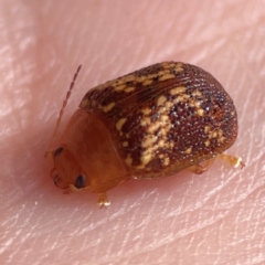 Paropsis aspera at Legacy Park Woodland Reserve - 20 Mar 2024 04:03 PM