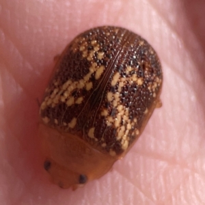 Paropsis aspera at Legacy Park Woodland Reserve - 20 Mar 2024 04:03 PM