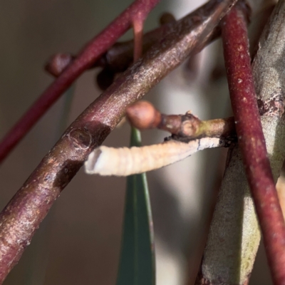 Chaetophyes compacta (Tube spittlebug) at Legacy Park Woodland Reserve - 20 Mar 2024 by Hejor1