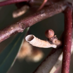 Chaetophyes compacta at Legacy Park Woodland Reserve - 20 Mar 2024