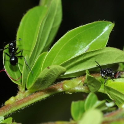 Chalcididae (family) by TimL
