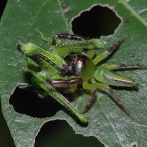 Mopsus mormon at Capalaba, QLD - 1 Mar 2024