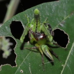 Mopsus mormon at Capalaba, QLD - 1 Mar 2024