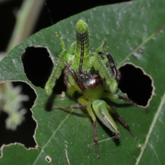Mopsus mormon at Capalaba, QLD - 1 Mar 2024 11:00 AM