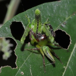 Mopsus mormon at Capalaba, QLD - 1 Mar 2024