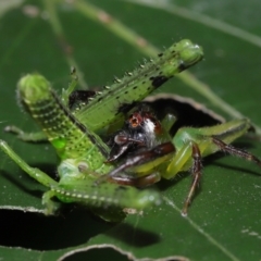 Mopsus mormon at Capalaba, QLD - 1 Mar 2024