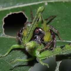 Mopsus mormon at Capalaba, QLD - 1 Mar 2024