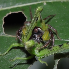 Mopsus mormon at Capalaba, QLD - 1 Mar 2024 11:00 AM