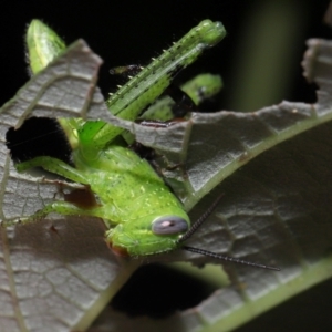 Mopsus mormon at Capalaba, QLD - 1 Mar 2024