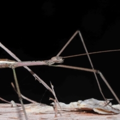 Unidentified Stick insect (Phasmatodea) at Capalaba, QLD - 29 Feb 2024 by TimL