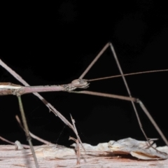 Unverified Stick insect (Phasmatodea) at Capalaba, QLD - 1 Mar 2024 by TimL
