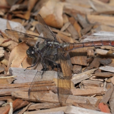 Unidentified Dragonfly (Anisoptera) at Wellington Point, QLD - 7 Feb 2024 by TimL