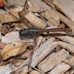 Orthetrum villosovittatum at Wellington Point, QLD - 7 Feb 2024