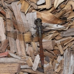 Orthetrum villosovittatum at Wellington Point, QLD - suppressed