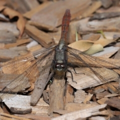 Orthetrum villosovittatum at Wellington Point, QLD - suppressed