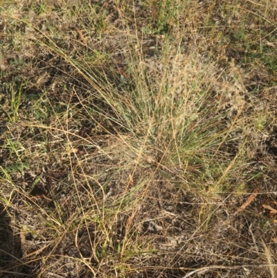 Eragrostis curvula (African Lovegrass) at Farrer, ACT - 20 Mar 2024 by brettguy80
