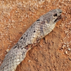 Pseudonaja aspidorhyncha at Lindon, SA - 20 Mar 2024 by AaronClausen