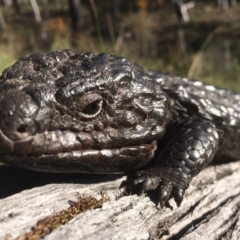 Tiliqua rugosa (Shingleback Lizard) at Aranda Bushland - 11 Oct 2014 by EKLawler