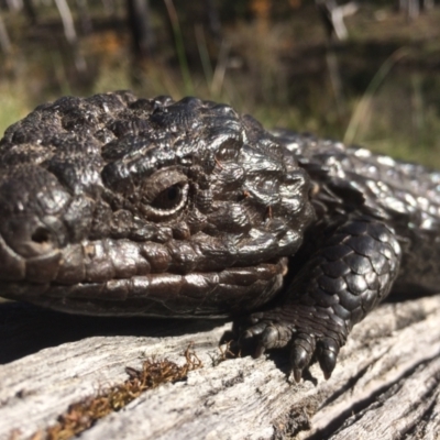 Tiliqua rugosa (Shingleback Lizard) at Aranda, ACT - 11 Oct 2014 by EKLawler