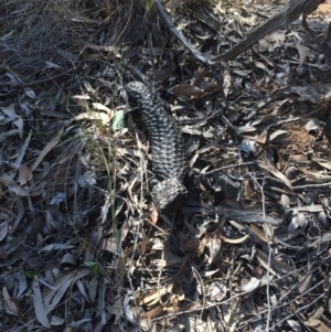 Tiliqua rugosa at Aranda Bushland - 11 Oct 2014