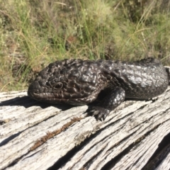 Tiliqua rugosa at Aranda Bushland - 11 Oct 2014 05:07 PM