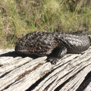 Tiliqua rugosa at Aranda Bushland - 11 Oct 2014