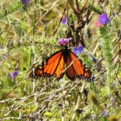 Danaus plexippus (Monarch) at Canyonleigh, NSW - 19 Mar 2024 by GlossyGal