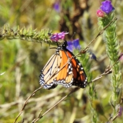 Danaus plexippus at Wingecarribee Local Government Area - 19 Mar 2024 11:50 AM