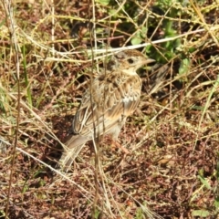 Anthus australis (Australian Pipit) at Wingecarribee Local Government Area - 19 Mar 2024 by GlossyGal