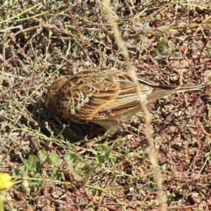 Anthus australis at Guula Ngurra National Park - 19 Mar 2024 11:15 AM